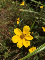 Bidens mitis