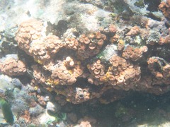 Tubastraea coccinea