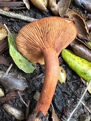 Lactarius rufulus