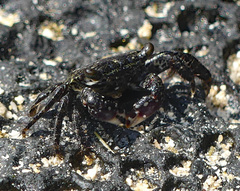 Metopograpsus thukuhar