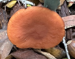 Lactarius rufulus