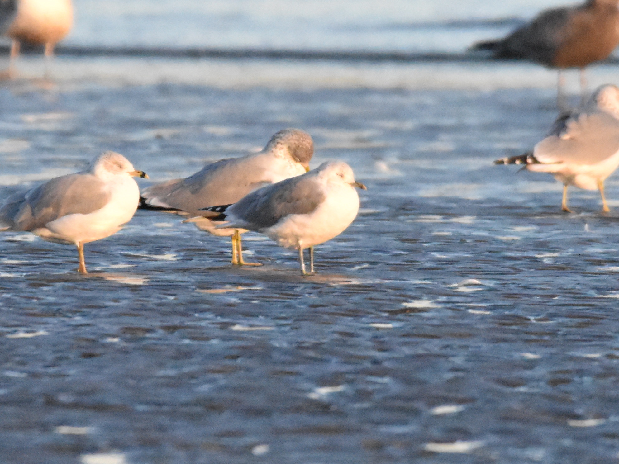 Larus canus canus