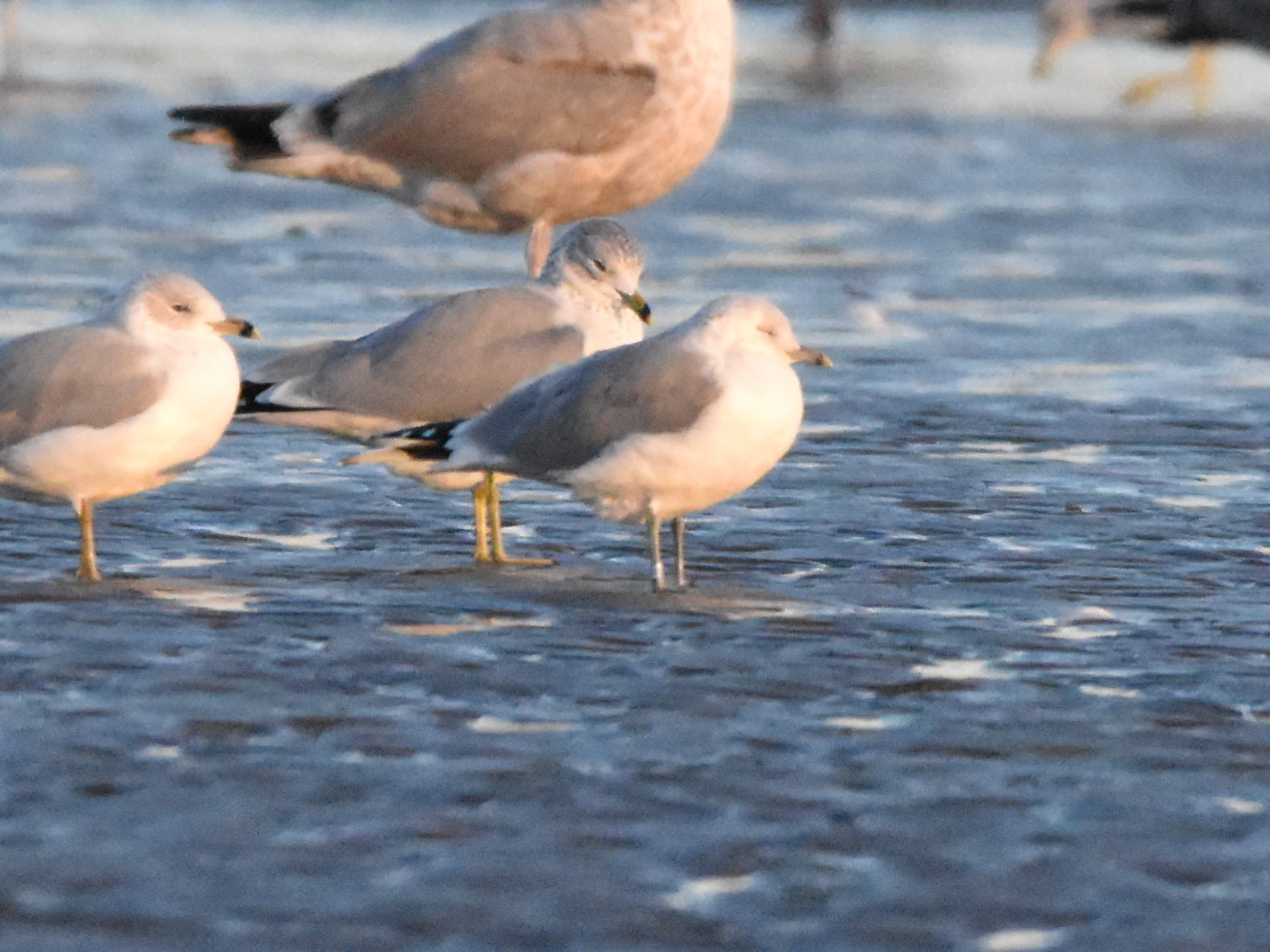 Larus canus canus