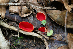 Sarcoscypha coccinea