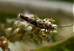 Scythris trivinctella