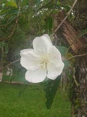 Brunfelsia pauciflora