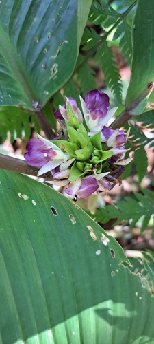 Goeppertia eichleri (Goeppertia eichleri)