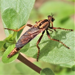 Asilus sericeus