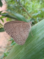 Hermeuptychia hermes