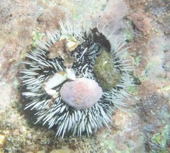 Tripneustes ventricosus