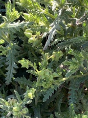 Emmenanthe penduliflora