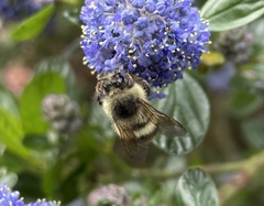 Bombus mixtus