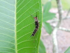 Lepidoptera