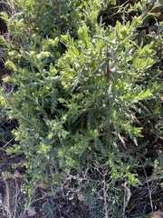 Emmenanthe penduliflora