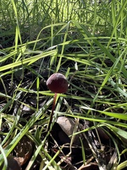 Marasmius plicatulus