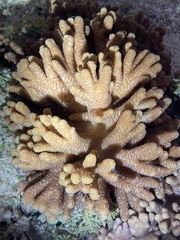 Cladiella
