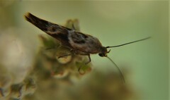 Scythris trivinctella