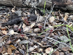Marasmius plicatulus