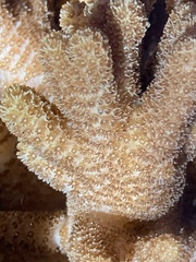 Cladiella