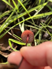 Marasmius plicatulus