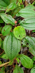 Miconia crenata