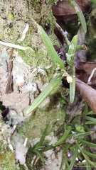 Epidendreae