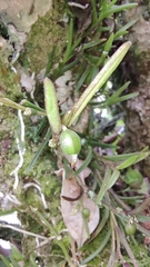 Epidendreae