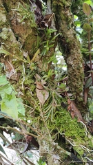 Epidendreae