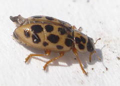 Anisosticta novemdecimpunctata