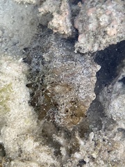Stichopus
