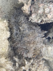 Stichopus