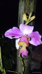 Papilionanthe