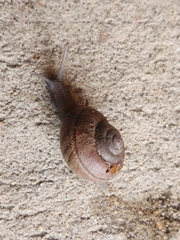 Helminthoglypta