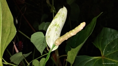 Anthurium
