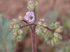 Phacelia coerulea