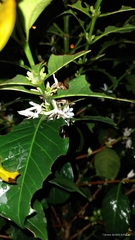 Coffea arabica