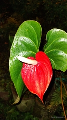 Anthurium andraeanum