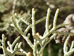 Cupressus arizonica