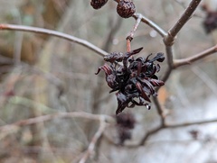 Taphrina robinsoniana