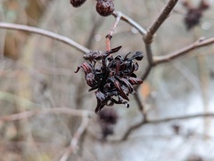 Taphrina robinsoniana