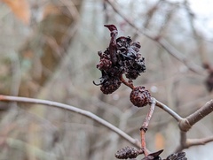 Taphrina robinsoniana
