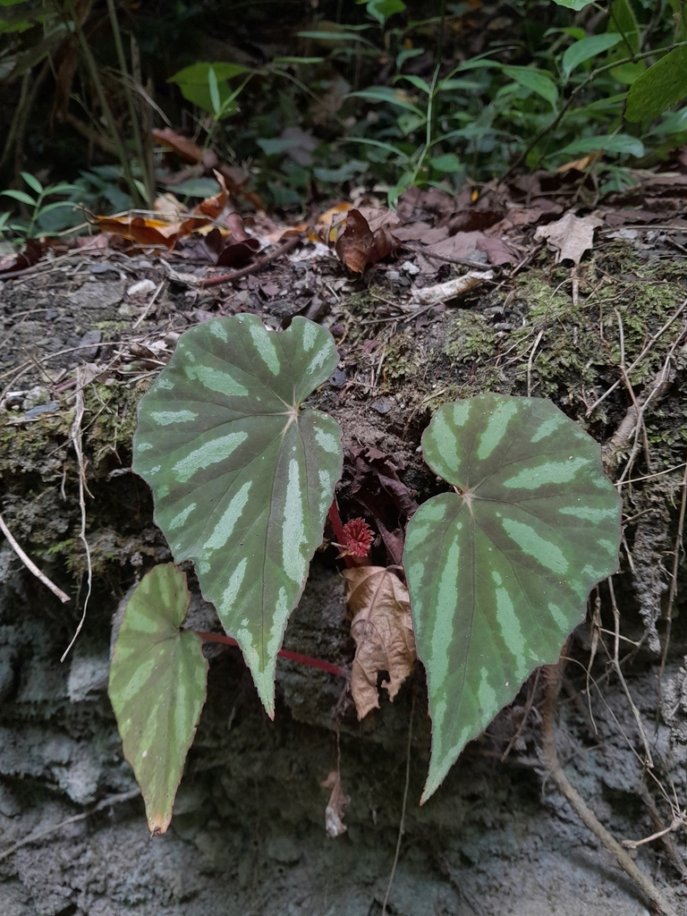 Begonia hooveriana