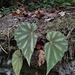 Begonia hooveriana - Photo (c) Nur Herjayanti, μερικά δικαιώματα διατηρούνται (CC BY-NC), uploaded by Nur Herjayanti