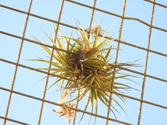 Tillandsia aeranthos