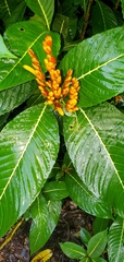 Acanthoideae