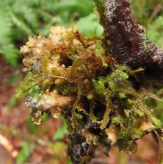Pseudocyphellaria hawaiiensis
