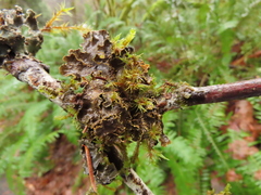 Pseudocyphellaria hawaiiensis