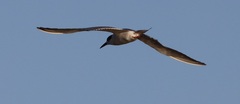 Sterna forsteri