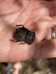 Aulacopris reichei