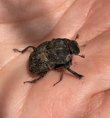 Aulacopris reichei